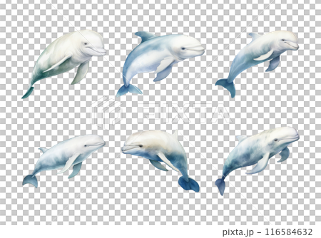 Cute watercolor painting style illustration of Beluga Whale, isolated on white background Cute watercolor painting style illustration of Beluga Whale, isolated on white background 116584632