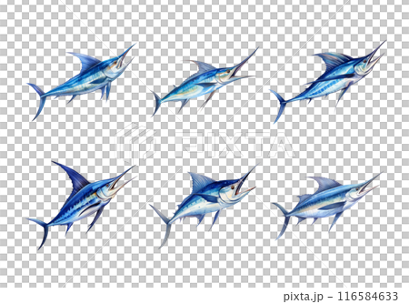 Blue Marlin, Animal Illustration. Watercolor Style 116584633