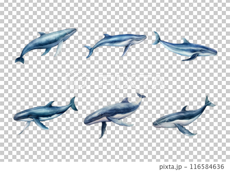 Cute watercolor painting style illustration of Blue Whale, isolated on white background 116584636