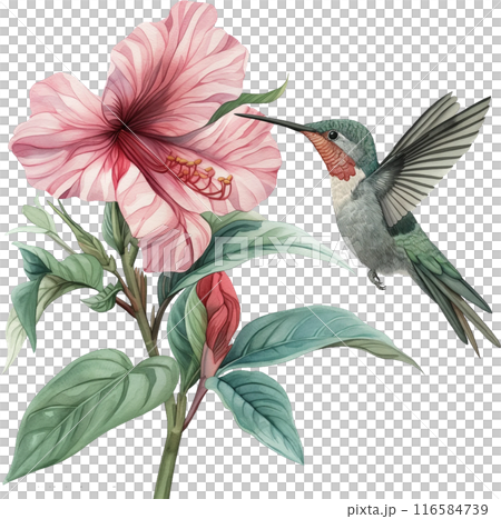 watercolor tropical bird with sea and flowers 116584739