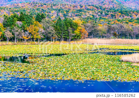 北海道 紅葉の知床五湖　一湖 116585262