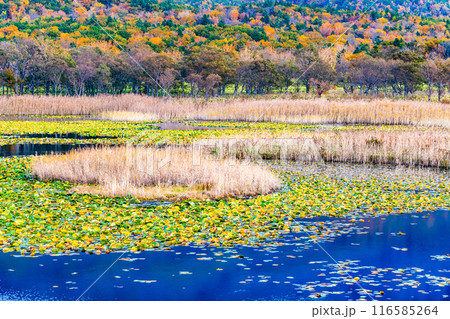 北海道 紅葉の知床五湖　一湖 116585264