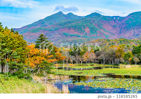 北海道 紅葉の知床五湖 ~水鏡の一湖と知床連山~ 北海道 紅葉の知床五湖 ~水鏡の一湖と知床連山~ 116585265