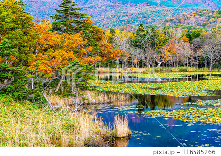 北海道 紅葉の知床五湖　～水鏡の一湖～ 116585266