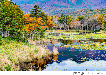北海道 紅葉の知床五湖　～水鏡の一湖～ 116585267