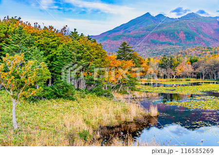 北海道 紅葉の知床五湖　～一湖と知床連山～ 116585269