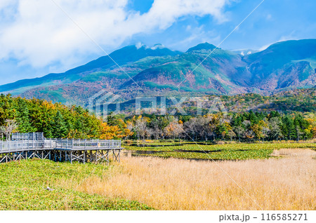 北海道 紅葉の知床五湖　～一湖と知床連山～ 116585271
