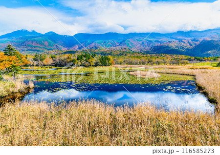 北海道 紅葉の知床五湖 ~一湖と知床連山~ 北海道 紅葉の知床五湖 ~一湖と知床連山~ 116585273