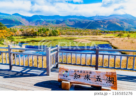 北海道 紅葉の知床五湖 ~一湖と知床連山~ 北海道 紅葉の知床五湖 ~一湖と知床連山~ 116585276
