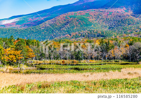 北海道 紅葉の知床五湖　～一湖と知床連山～ 116585280