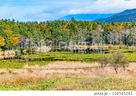 北海道 紅葉の知床五湖 ~一湖と知床連山~ 北海道 紅葉の知床五湖 ~一湖と知床連山~ 116585281