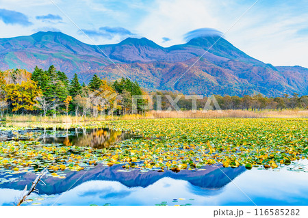 北海道 紅葉の知床五湖　～水鏡の一湖と知床連山～ 116585282