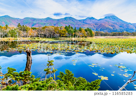 北海道 紅葉の知床五湖　～水鏡の一湖と知床連山～ 116585283