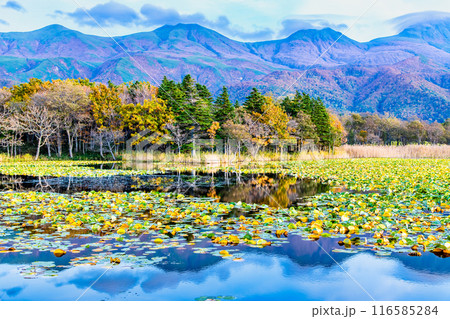 北海道 紅葉の知床五湖　～水鏡の一湖と知床連山～ 116585284