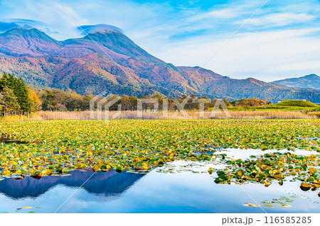 北海道 紅葉の知床五湖 ~水鏡の一湖と知床連山~ 北海道 紅葉の知床五湖 ~水鏡の一湖と知床連山~ 116585285