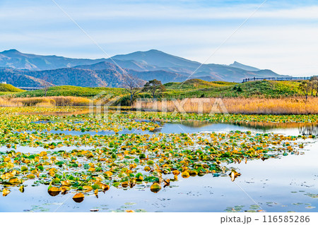 北海道 紅葉の知床五湖 ~水鏡の一湖と知床連山~ 北海道 紅葉の知床五湖 ~水鏡の一湖と知床連山~ 116585286