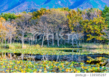 北海道 紅葉の知床五湖　～水鏡の一湖～ 116585287