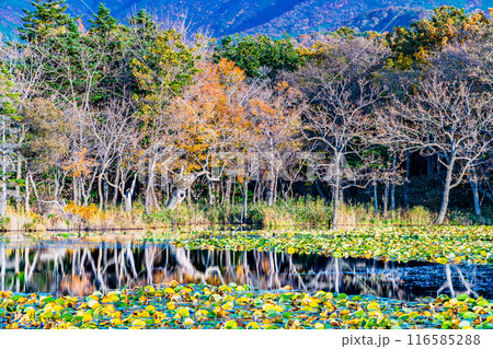北海道 紅葉の知床五湖 ~水鏡の一湖~ 北海道 紅葉の知床五湖 ~水鏡の一湖~ 116585288