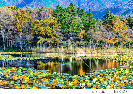 北海道 紅葉の知床五湖　～水鏡の一湖～ 116585289