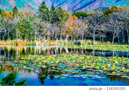 北海道 紅葉の知床五湖　一湖 116585291