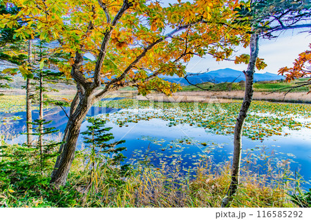 北海道 紅葉の知床五湖　～水鏡の一湖～ 116585292