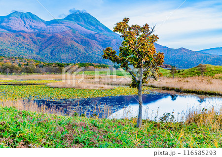 北海道 紅葉の知床五湖 ~一湖と知床連山~ 北海道 紅葉の知床五湖 ~一湖と知床連山~ 116585293