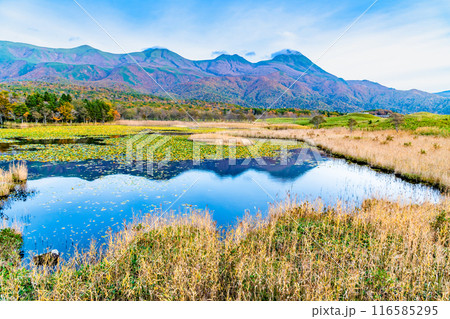 北海道 紅葉の知床五湖 ~一湖と知床連山~ 北海道 紅葉の知床五湖 ~一湖と知床連山~ 116585295