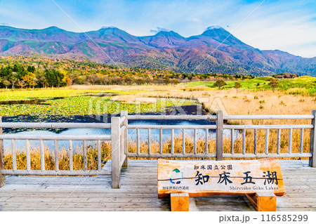 北海道 紅葉の知床五湖　～一湖と知床連山～ 116585299