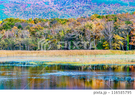 北海道 紅葉の知床五湖　～水鏡の二湖～ 116585795
