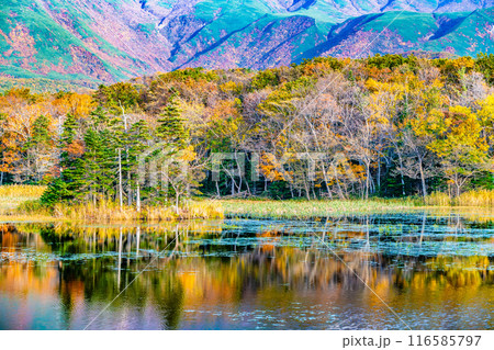 北海道 紅葉の知床五湖 ~水鏡の二湖~ 北海道 紅葉の知床五湖 ~水鏡の二湖~ 116585797