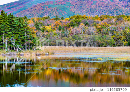 北海道 紅葉の知床五湖 ~水鏡の二湖~ 北海道 紅葉の知床五湖 ~水鏡の二湖~ 116585799