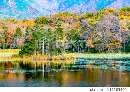 北海道 紅葉の知床五湖 ~水鏡の二湖~ 北海道 紅葉の知床五湖 ~水鏡の二湖~ 116585802