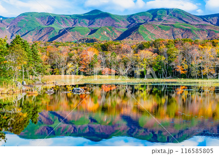 北海道 紅葉の知床五湖　～水鏡の二湖と知床連山～ 116585805