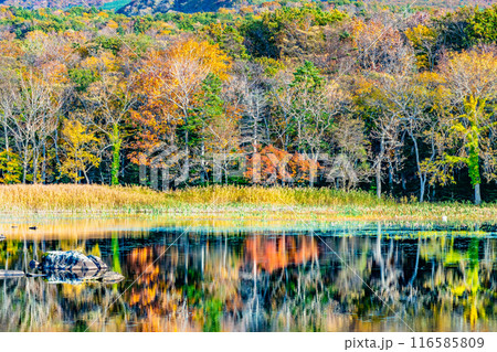北海道 紅葉の知床五湖　～水鏡の二湖～ 116585809