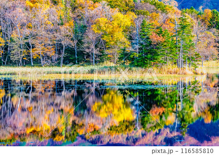 北海道 紅葉の知床五湖 ~水鏡の二湖~ 北海道 紅葉の知床五湖 ~水鏡の二湖~ 116585810