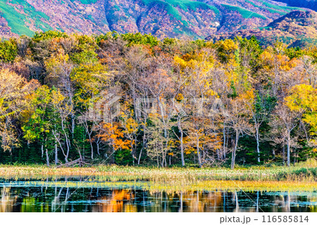 北海道 紅葉の知床五湖 ~水鏡の二湖~ 北海道 紅葉の知床五湖 ~水鏡の二湖~ 116585814