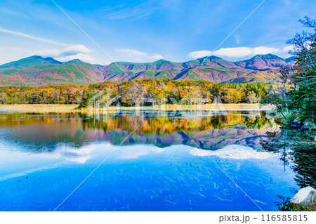 北海道 紅葉の知床五湖 ~水鏡の二湖と知床連山~ 北海道 紅葉の知床五湖 ~水鏡の二湖と知床連山~ 116585815