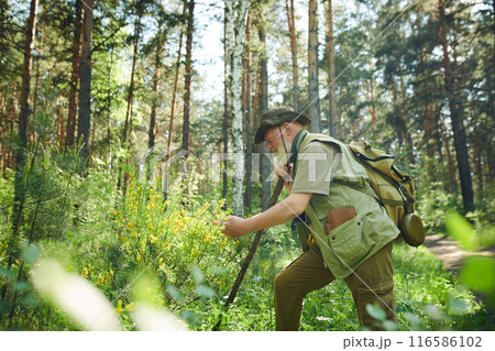 Medium long side view shot of senior naturalist wearing backpack looking at cytisus flowers while hiking in forest 116586102
