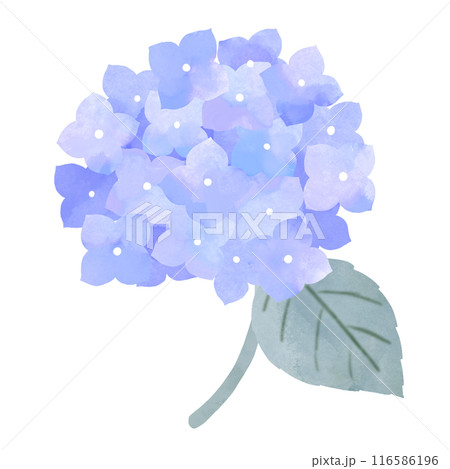 紫陽花 ブルー 水彩風 手描き 紫陽花 ブルー 水彩風 手描き 116586196