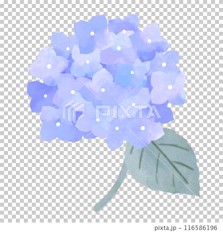 紫陽花 ブルー 水彩風 手描き 紫陽花 ブルー 水彩風 手描き 116586196