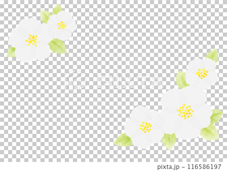 フラワー　白　フレーム　手描き 116586197