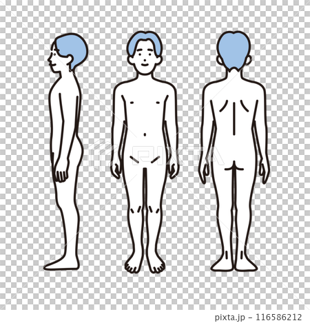 Simple illustration of a male nude, full body, front, back and side view 116586212