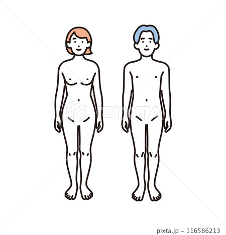 シンプル　イラスト　女性と男性のヌードの全身の正面 116586213
