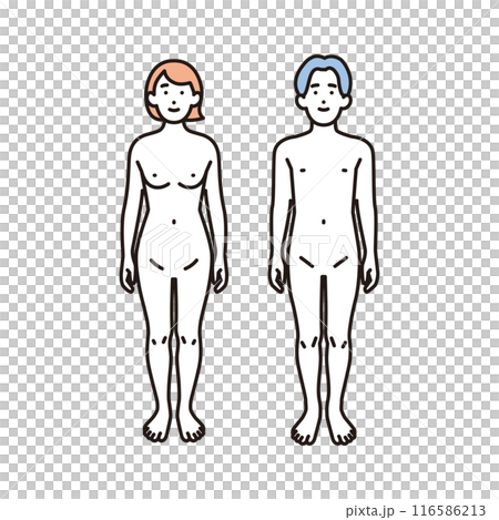 シンプル　イラスト　女性と男性のヌードの全身の正面 116586213