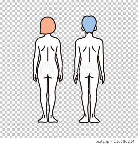 シンプル　イラスト　女性と男性のヌードの全身の後ろ姿 116586214