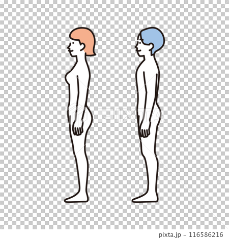 シンプル　イラスト　女性と男性のヌードの全身の横向き　 116586216