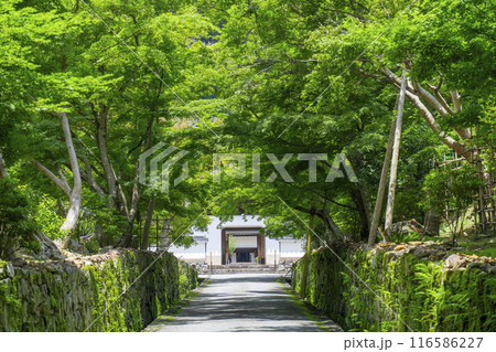 興聖寺 琴坂と龍宮門(京都府宇治市) 興聖寺 琴坂と龍宮門(京都府宇治市) 116586227