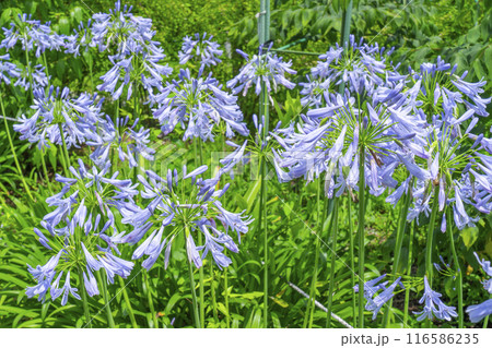 恵心院　アガパンサス（京都府宇治市） 116586235