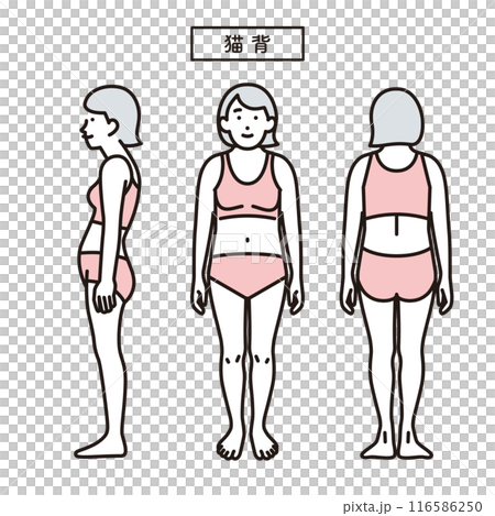 シンプル　イラスト　猫背の人物の全身 116586250