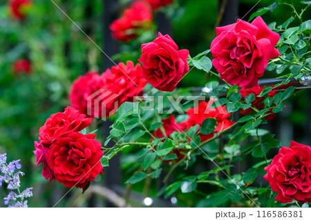 ツル薔薇(豊平公園)_5008-20 ツル薔薇(豊平公園)_5008-20 116586381